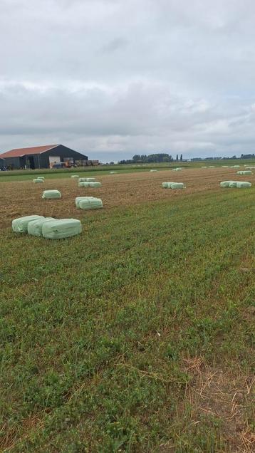 Gewikkelde baaltjes luzerne beschikbaar voor biedingen