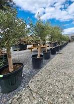 Olijfboom 2M - 2,20M, Ophalen, In pot, Olijfboom