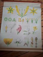 schoolkaarten, Antiek en Kunst, Antiek | Schoolplaten, Ophalen, Natuur en Biologie