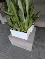 Mooie witte bloembakken , van elk 2 stuks, Tuin en Terras, Bloembakken en Plantenbakken, Ophalen, Zo goed als nieuw