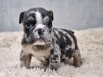 Engelse bulldog, België, Fokker | Hobbymatig, CDV (hondenziekte), 8 tot 15 weken