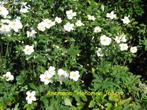 Anemone "Honorine Jobert", prachtige herfstbloeier., Tuin en Terras, Planten | Tuinplanten, Ophalen, Herfst, Vaste plant, Halfschaduw