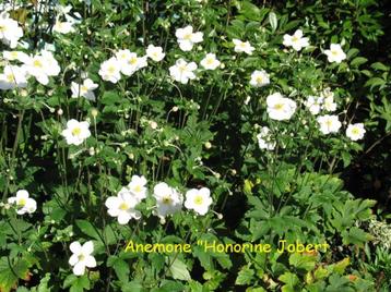 Anemone "Honorine Jobert", prachtige herfstbloeier. beschikbaar voor biedingen