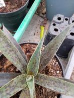 mangave freckles and speckles, Tuin en Terras, Planten | Tuinplanten, Ophalen