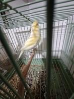 canari malinois, Animaux & Accessoires, Oiseaux | Canaris