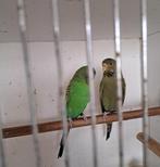 Grasparkieten, Dieren en Toebehoren, Vogels | Parkieten en Papegaaien, Meerdere dieren, Parkiet, Geringd