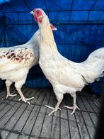 Jonge hanen, Dieren en Toebehoren