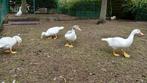eenden, Dieren en Toebehoren, Pluimvee, Meerdere dieren, Eend