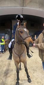 Springpony te koop, Dieren en Toebehoren, Pony's, Springpony