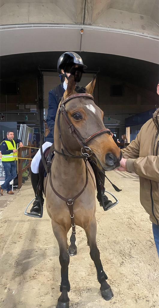 Springpony te koop, Dieren en Toebehoren, Pony's, Springpony