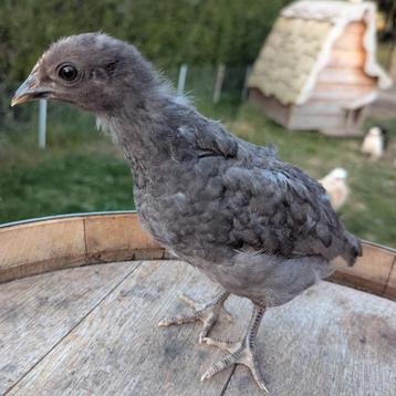 Kleurleggers olijfleggers easter egger hennen  beschikbaar voor biedingen