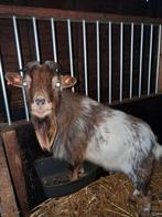 Super mooie schoco hermelijn bok ., Dieren en Toebehoren, Schapen, Geiten en Varkens, Mannelijk, Geit, 0 tot 2 jaar