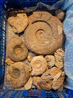 fossielen, Verzamelen, Mineralen en Fossielen, Ophalen of Verzenden, Fossiel