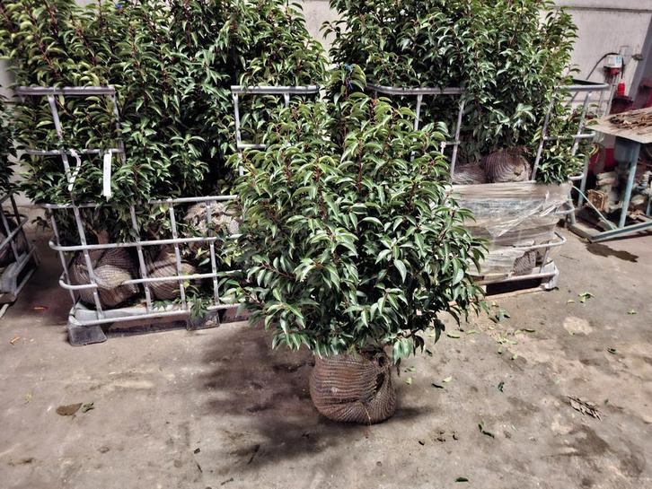 ‼️Portugese laurier slechts 2per meter nodig‼️, Tuin en Terras, Planten | Struiken en Hagen, Ophalen