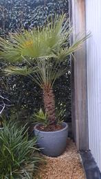 palmboom chamaerops humilis, Tuin en Terras, Halfschaduw, 100 tot 250 cm, Zomer, Palmboom