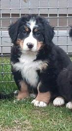 Berner Sennen pups, Dieren en Toebehoren, België, Overige rassen, CDV (hondenziekte), 8 tot 15 weken