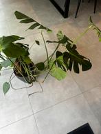 Monstera deliciosa gatenplant, Huis en Inrichting, Ophalen