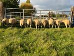 Lammeren - ooien - rammen - schapen, Dieren en Toebehoren, Schapen, Geiten en Varkens, Schaap, 0 tot 2 jaar