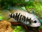 Nandopsis Nosferatu Beani cichliden, Vis, Zoetwatervis