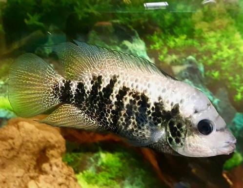 Nandopsis Nosferatu Beani cichliden, Dieren en Toebehoren, Vissen | Aquariumvissen, Zoetwatervis, Vis
