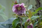 Helleborus met dubbele rose bloemen / bloeit NU - zie foto, Tuin en Terras, Ophalen, Winter, Vaste plant, Halfschaduw