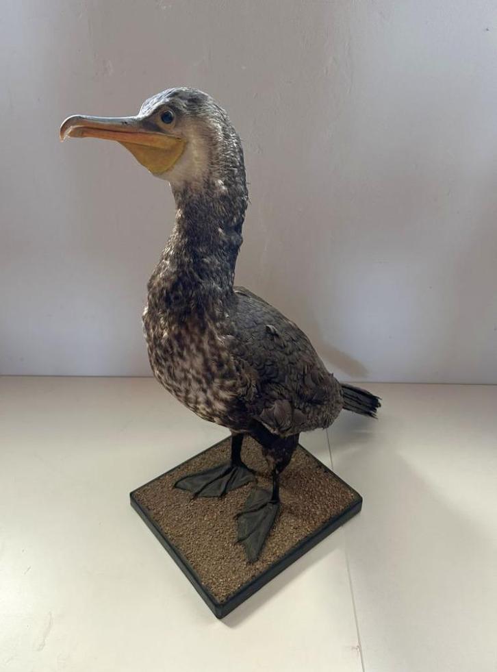 Opgezette watervogel - taxidermie, Verzamelen, Dierenverzamelingen, Gebruikt, Opgezet dier, Vogel, Ophalen of Verzenden