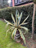 prachtige 40 jarige Agave Americana, Tuin en Terras, Ophalen