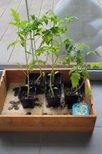 Plants de tomates, Jardin & Terrasse, Plantes | Jardin, Enlèvement
