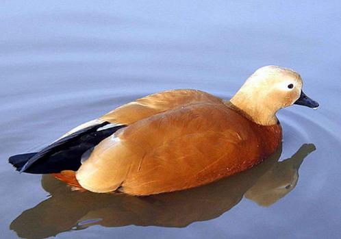 Divers canards, oies et cygnes, Animaux & Accessoires, Volatiles, Canard, Plusieurs animaux