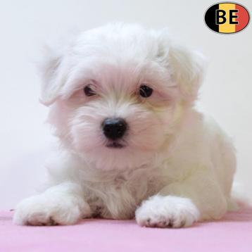 Maltezer - lief gezelschap - Belgische  pups te koop beschikbaar voor biedingen