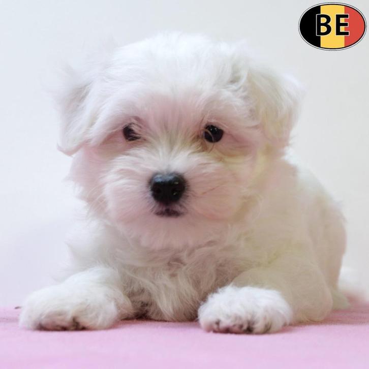 Maltezer - lief gezelschap - Belgische  pups te koop, Dieren en Toebehoren, Honden | Chihuahua's en Gezelschapshonden, Meerdere dieren