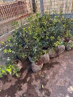 Osmanthus burkwoody, Jardin & Terrasse, Plantes | Jardin, Enlèvement, Plante fixe