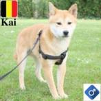 "Kai", Shiba Inu, zoekt een lieve baas, Dieren en Toebehoren, Honden | Poolhonden, Keeshonden en Oertypen, CDV (hondenziekte)