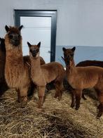 Alpaca veulens, Mai