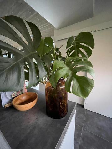 Monstera stekken met grote wortels beschikbaar voor biedingen