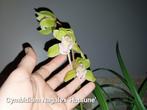 Orchidée Cymbidium Nagalex 'Hatsune', Maison & Meubles, Plantes d'intérieur, Enlèvement ou Envoi