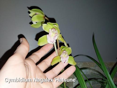 Geurige Orchidee Cymbidium Nagalex * Japan, Huis en Inrichting, Kamerplanten, Ophalen of Verzenden