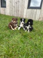 Husky x Australische herder ( Aussie Siberian ), Dieren en Toebehoren, Honden | Herdershonden en Veedrijvers, België, CDV (hondenziekte)