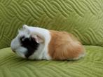 Prachtige  cavia beertjes, Juli, Mannelijk, Cavia