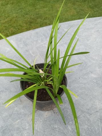 Liriope Royal Purple beschikbaar voor biedingen