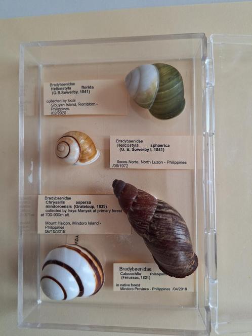 Tropische Landslakken, Verzamelen, Mineralen en Fossielen, Schelp(en), Ophalen of Verzenden