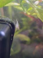 Garnalen spotprijs!, Dieren en Toebehoren