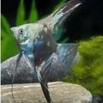 Pterophyllum scalare map, Dieren en Toebehoren, Vissen | Aquariumvissen