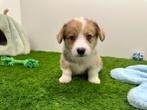 Nestje Welsh Corgi pups, Dieren en Toebehoren, Honden | Herdershonden en Veedrijvers, België, Reu, 8 tot 15 weken, CDV (hondenziekte)