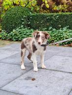 red merle border collie pup, Dieren en Toebehoren, Honden | Herdershonden en Veedrijvers, België, Reu, CDV (hondenziekte), 8 tot 15 weken