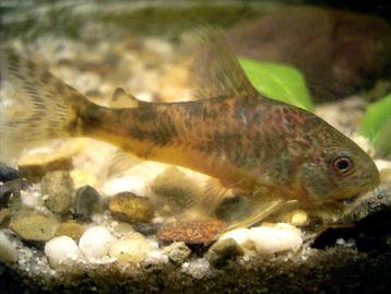 Corydoras paleatus- Gevlekte Pantsermeerval beschikbaar voor biedingen