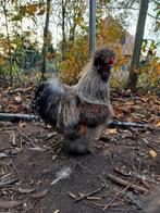 Usa Zijdehoen haan te ruil, Dieren en Toebehoren, Pluimvee