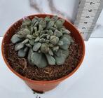 Titanopsis, Verzenden