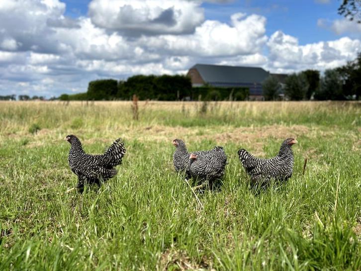 Jonge tamme Amrock kippen groot ras gesekst en ingeënt, Dieren en Toebehoren, Pluimvee, Kip, Vrouwelijk