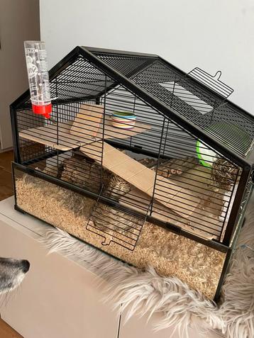 Volledige hamster uitzet te koop! Speelparadijs!, Enlèvement